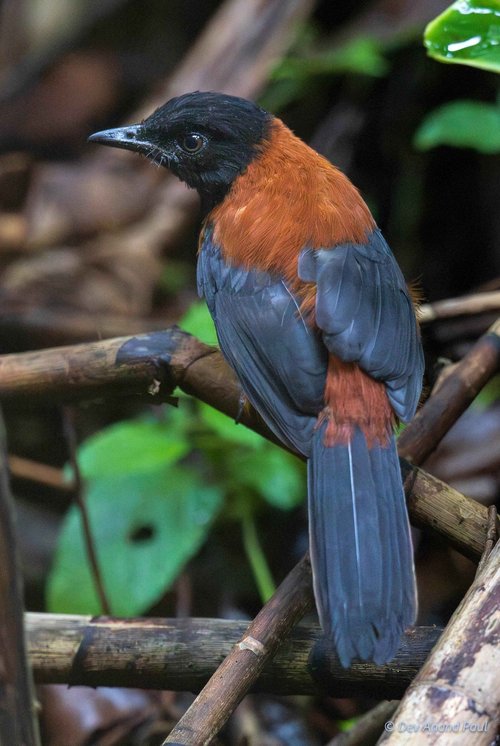 hooded-pitohui-curious-species