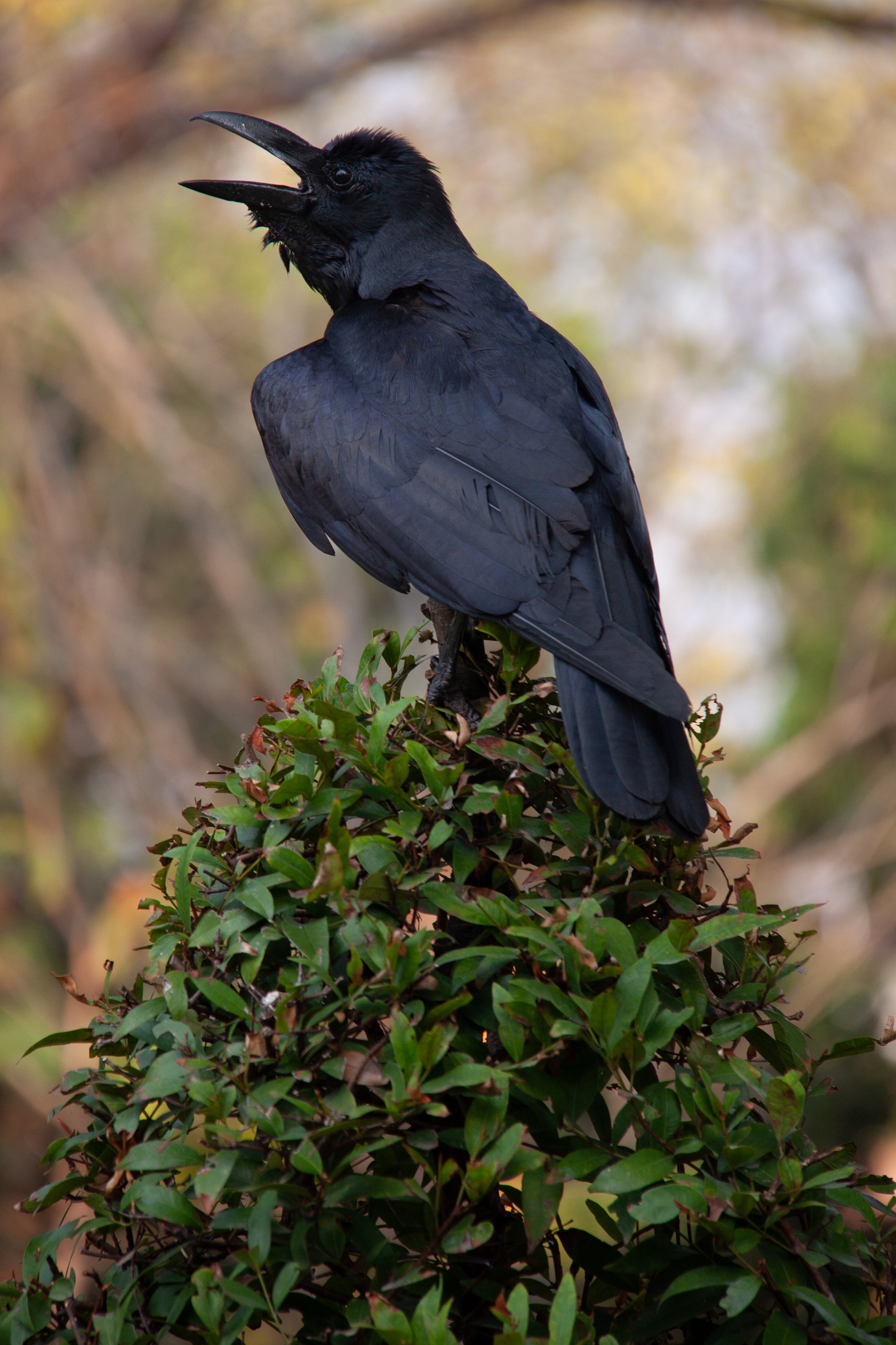 A Large-billed Crow (Corvus macrorhynchos) in Bangkok, Thailand.