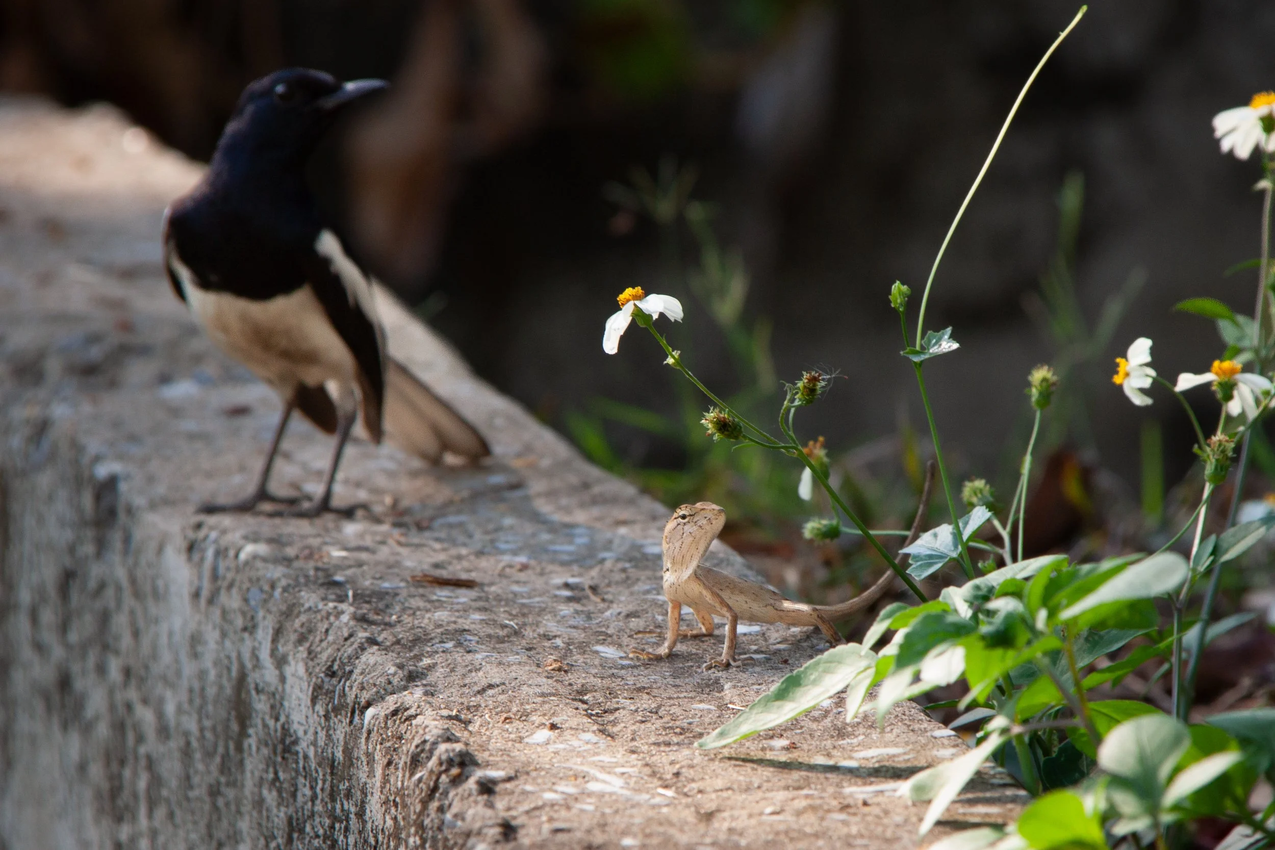 An Oriental Garden Lizard (Calotes versicolor) & Oriental Magpie-Robin (Copsychus saularis) in Bangkok, Thailand.