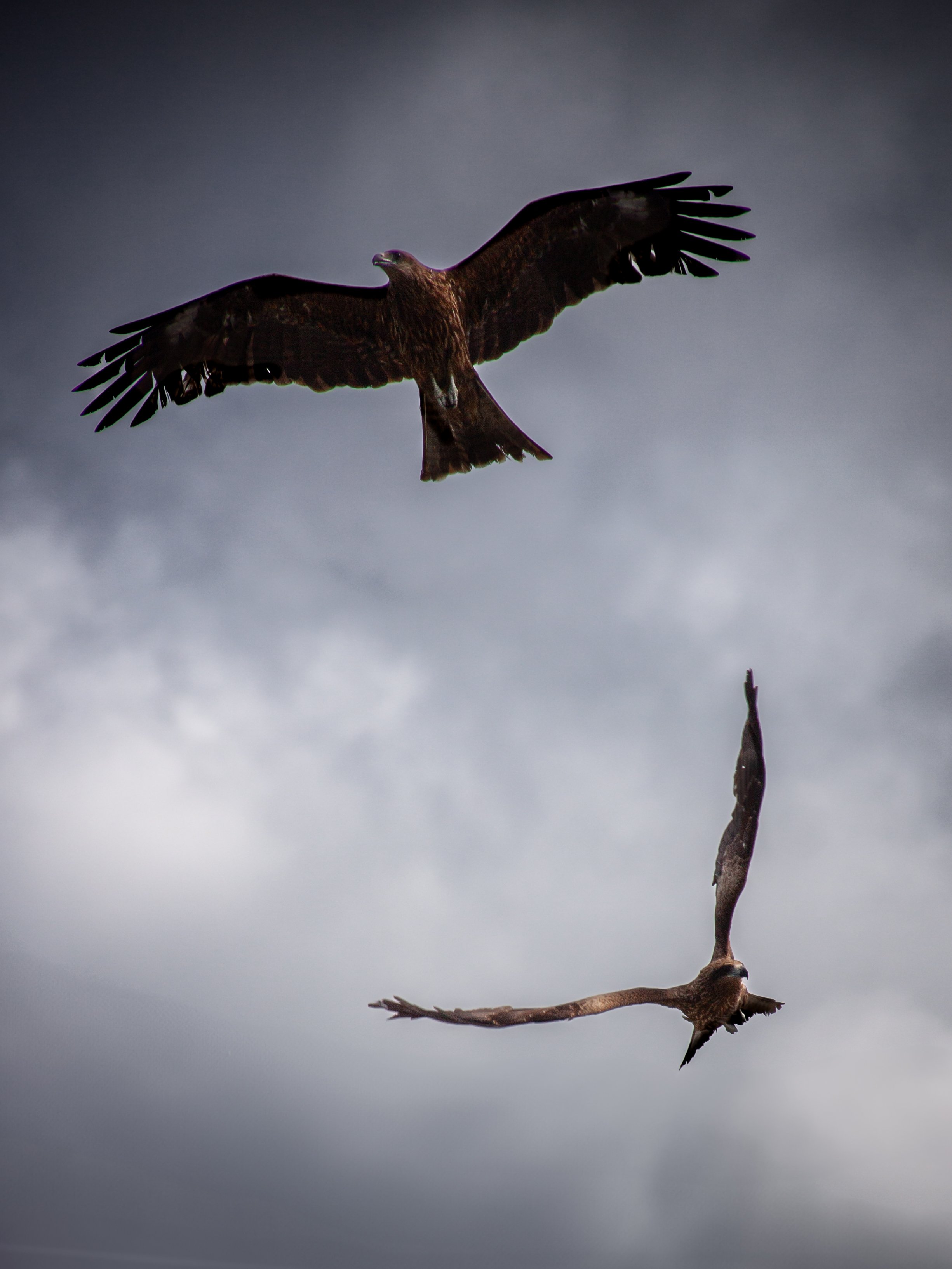 Black Kites (Milvus migrans) in Kyoto.