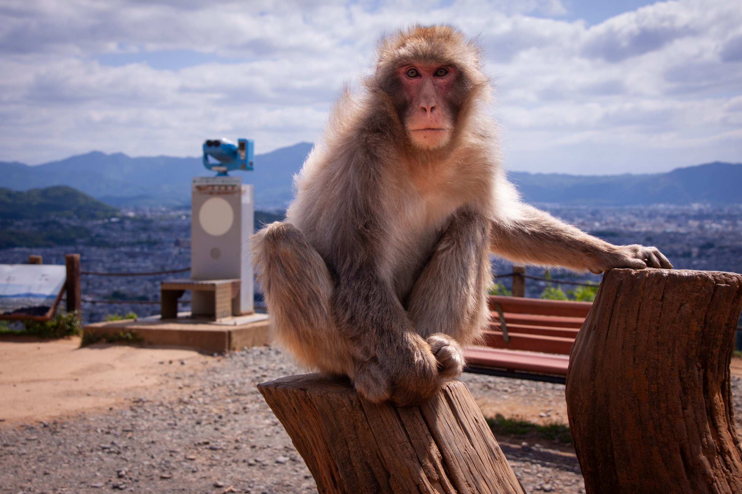 A Japanese Macaque (Macaca fuscata) at the Arashiyama Monkey Park, Kyoto.