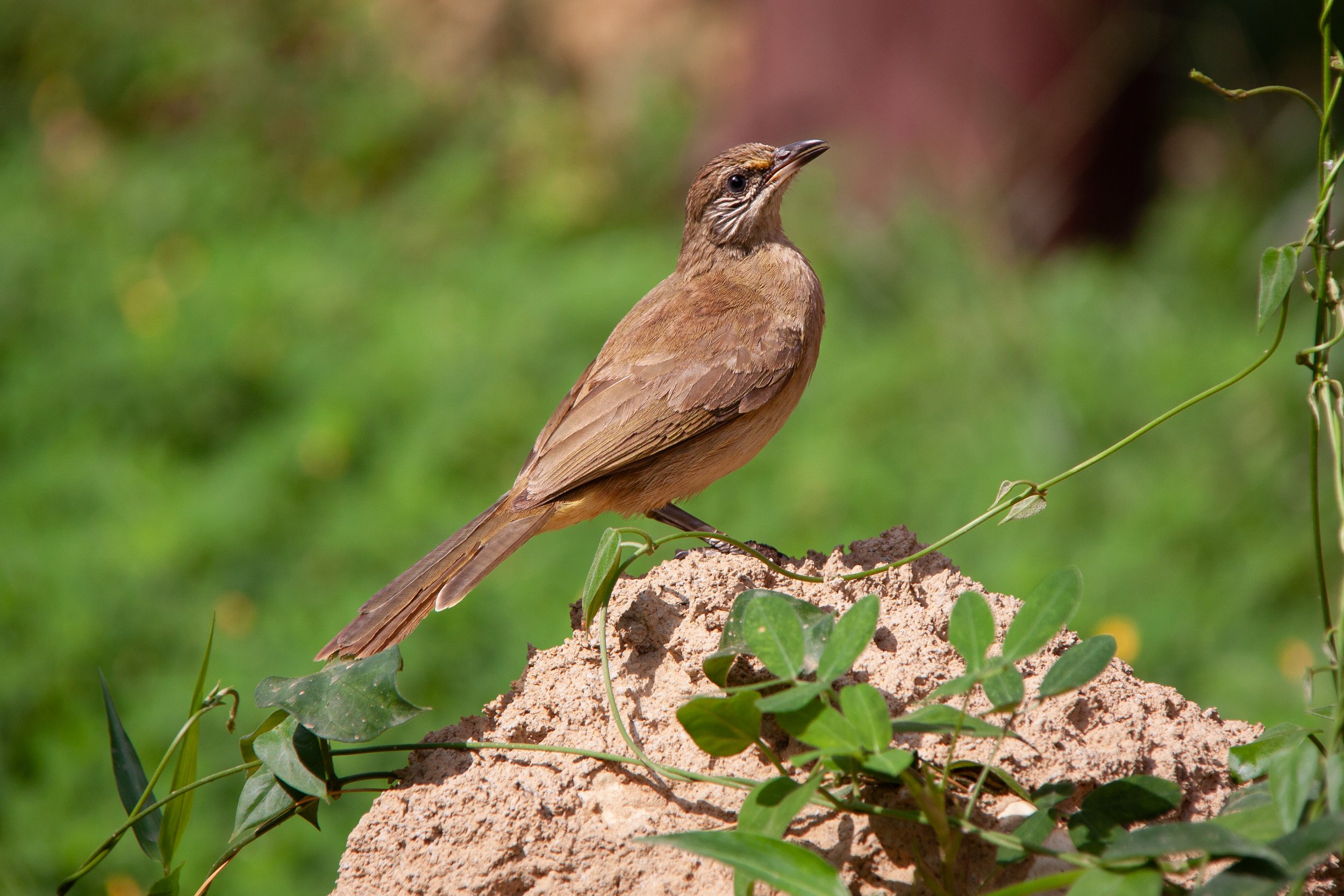 A Streak-eared Bulbul (Pycnonotus conradi) in Cát Tiên National Park, Vietnam.
