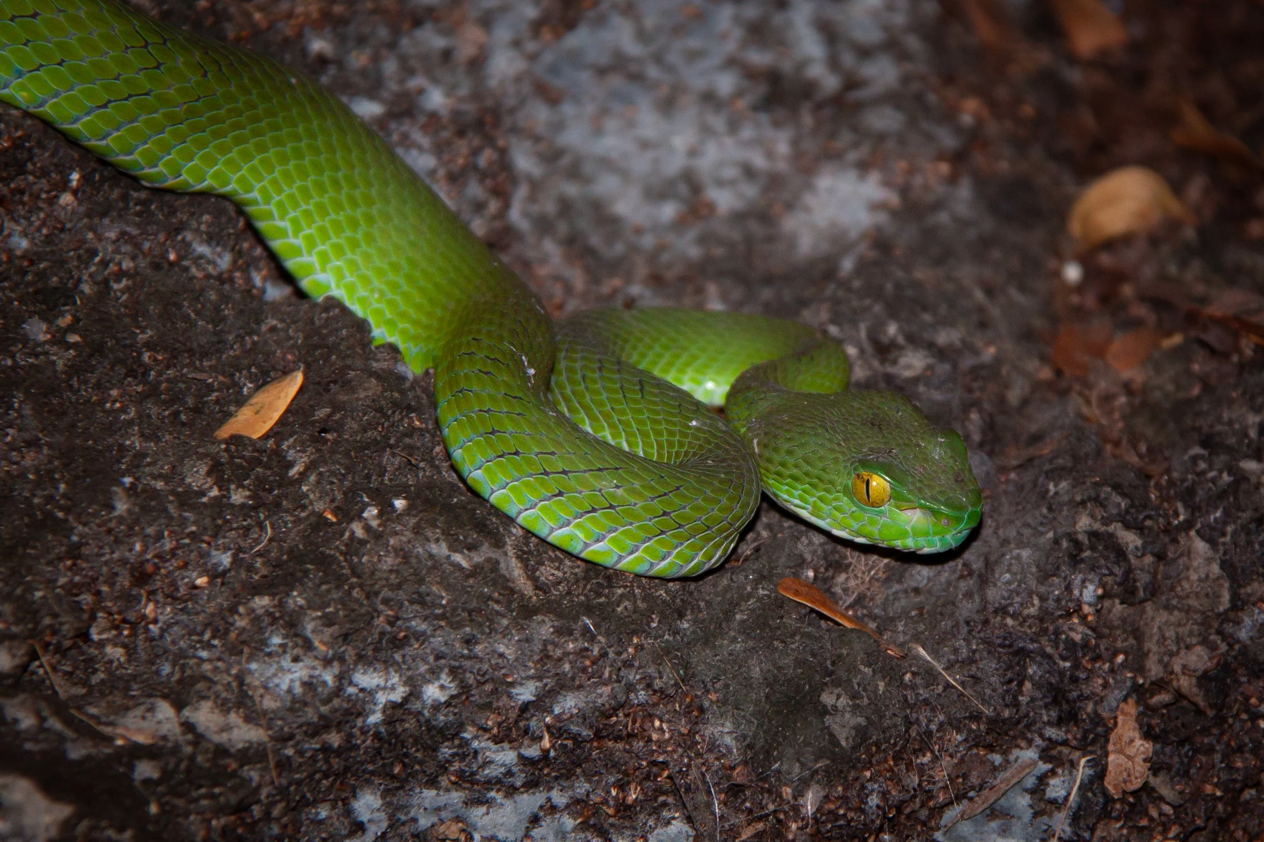 Kramer's Pit Viper (Trimeresurus macrops) in Bangkok, Thailand.