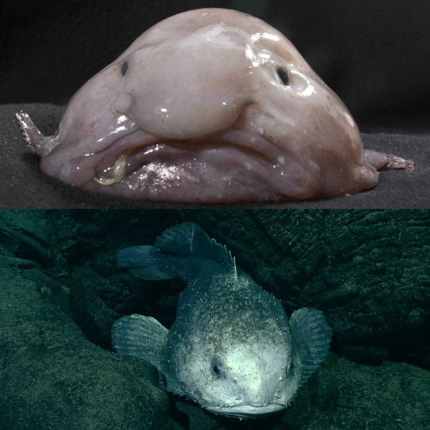 Pulpultit Fish Marine Hatchetfish — Curious Species