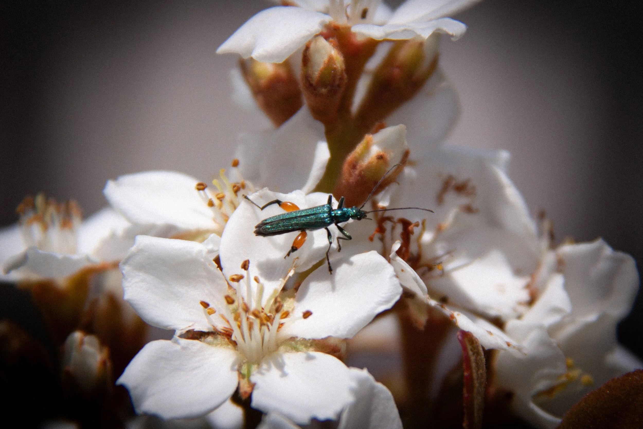 A False Blister Beetle (Oedemera sp.) in Tokyo.