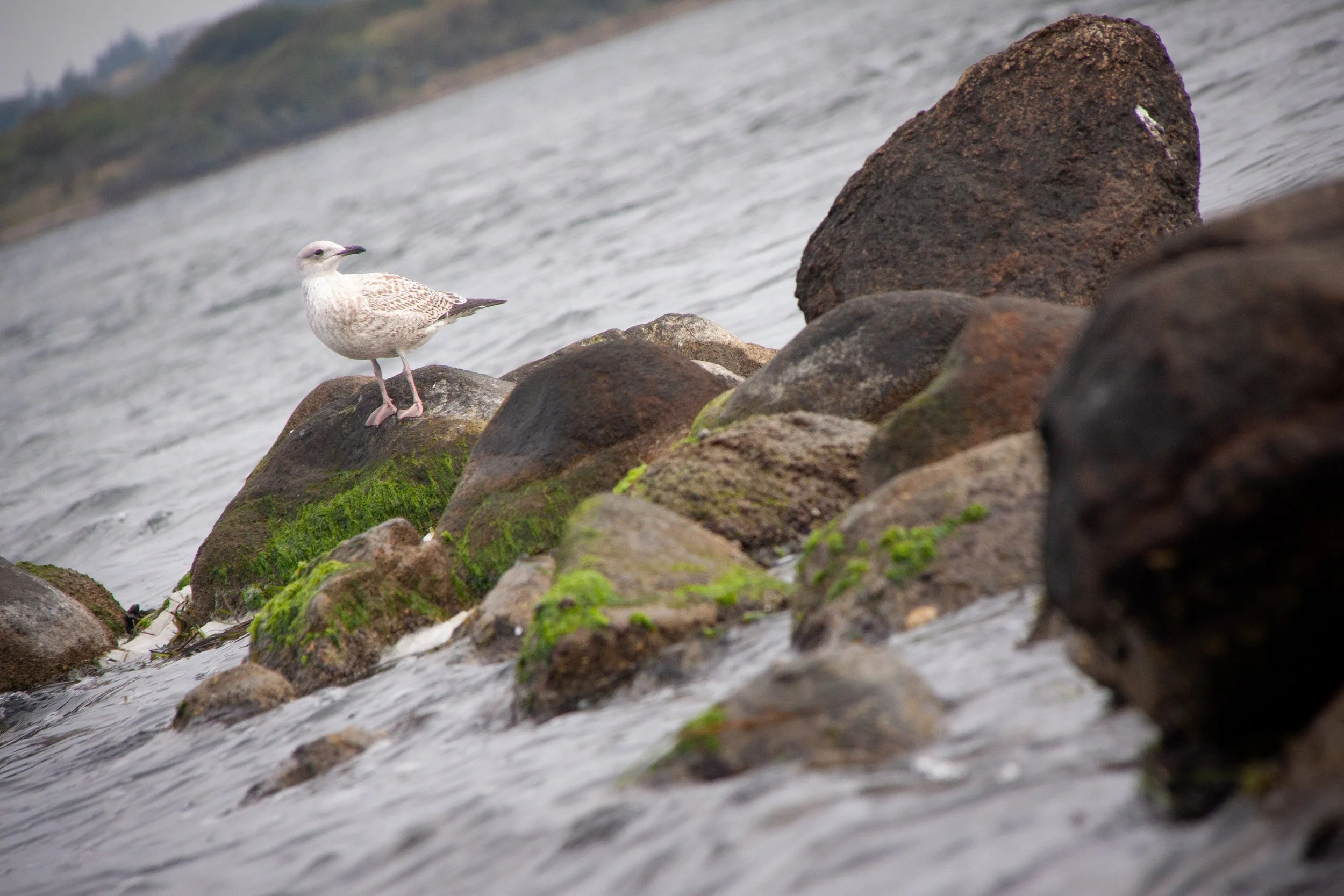 A Great Black-backed Gull (Larus marinus) in Aalborg, Denmark.