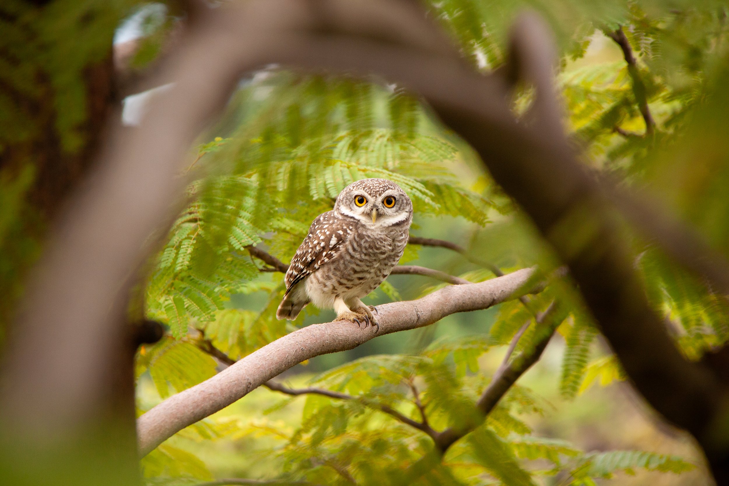 A Spotted Owlet (Athene brama) in Bangkok, Thailand.