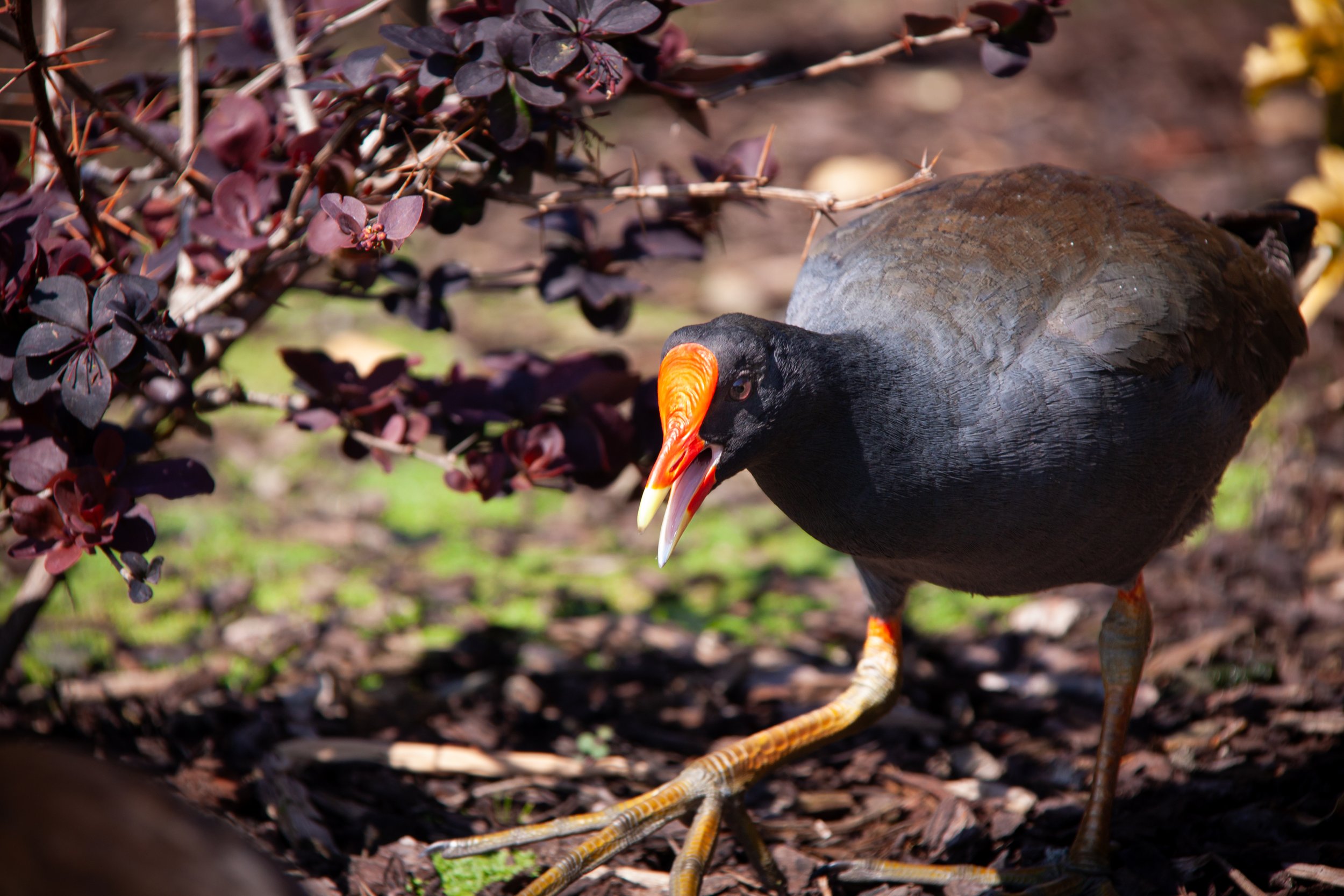 A Dusky Moorhen (Gallinula tenebrosa) — with massive feet and toes for wading through water.