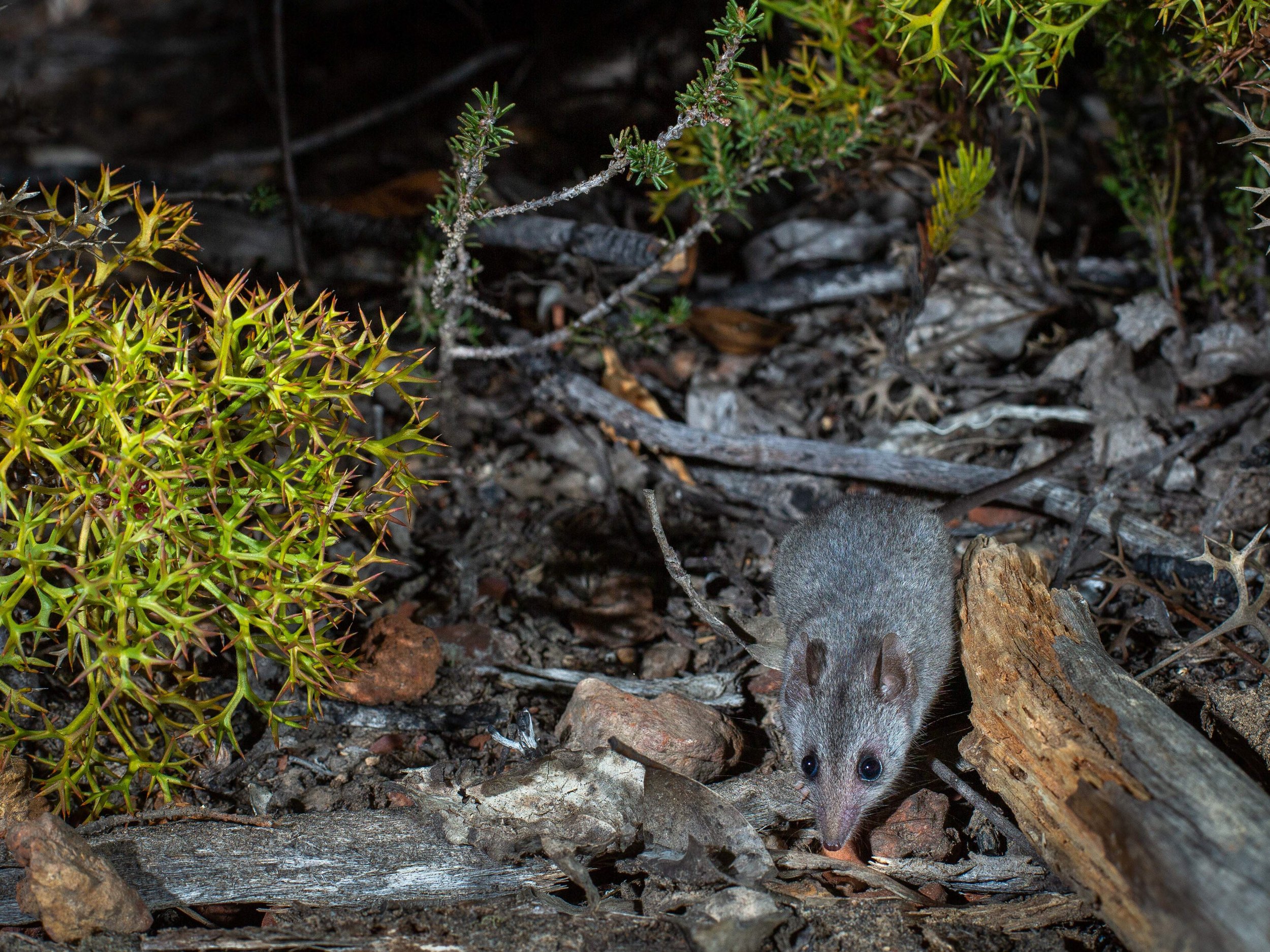 Kangaroo Island Dunnart — Curious Species