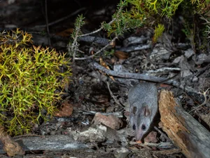 Kangaroo Island Dunnart — Curious Species