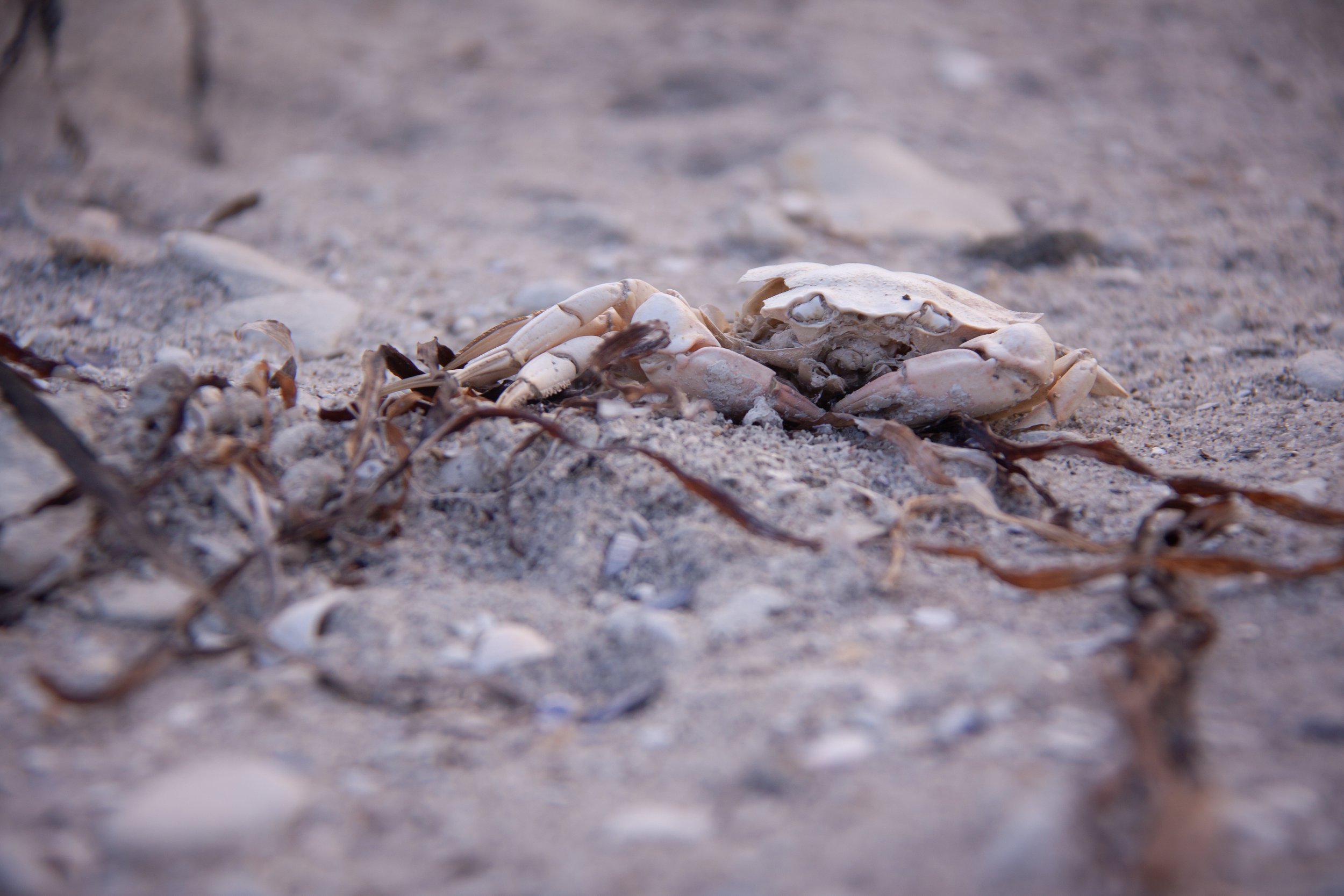 A European Green Crab (Carcinus maenas) along the Limfjord, North Jutland, Denmark.