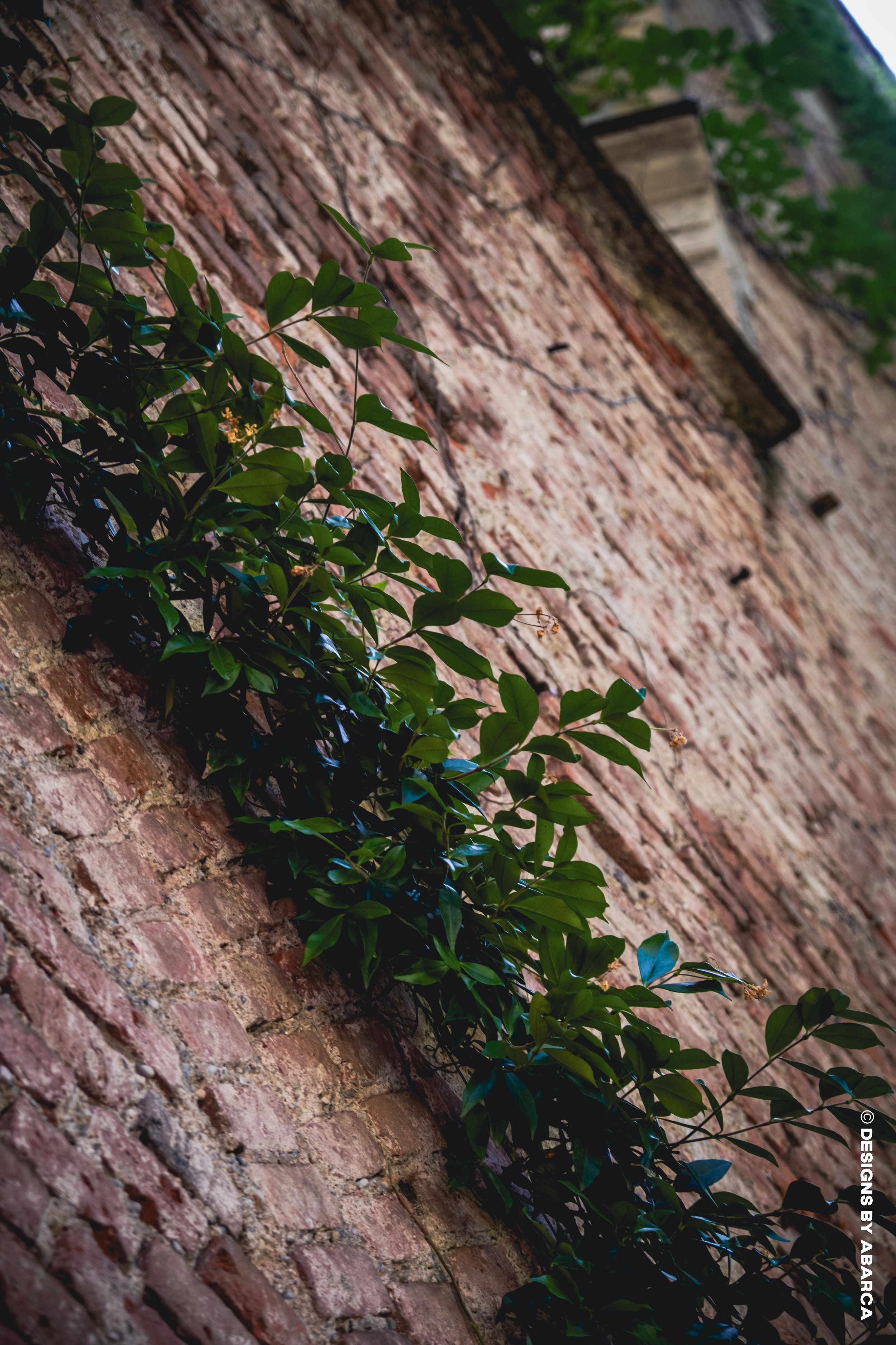 DaVinci's Garden-41.jpg