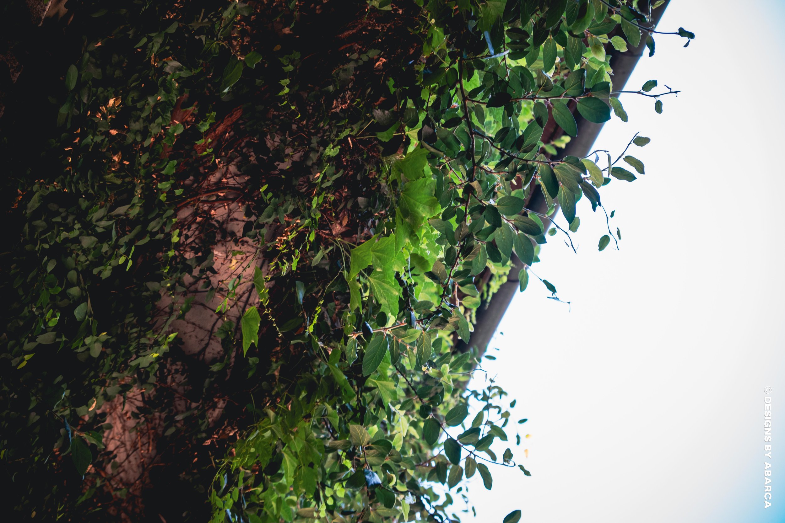 DaVinci's Garden-15.jpg