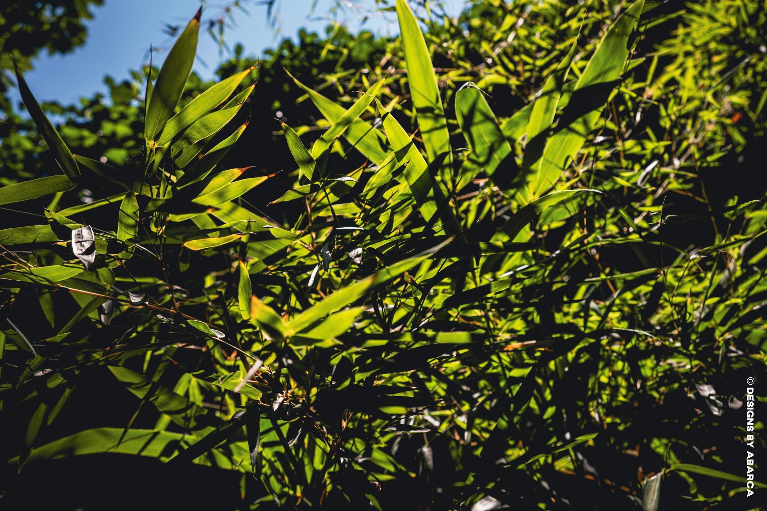 DaVinci's Garden-56.jpg