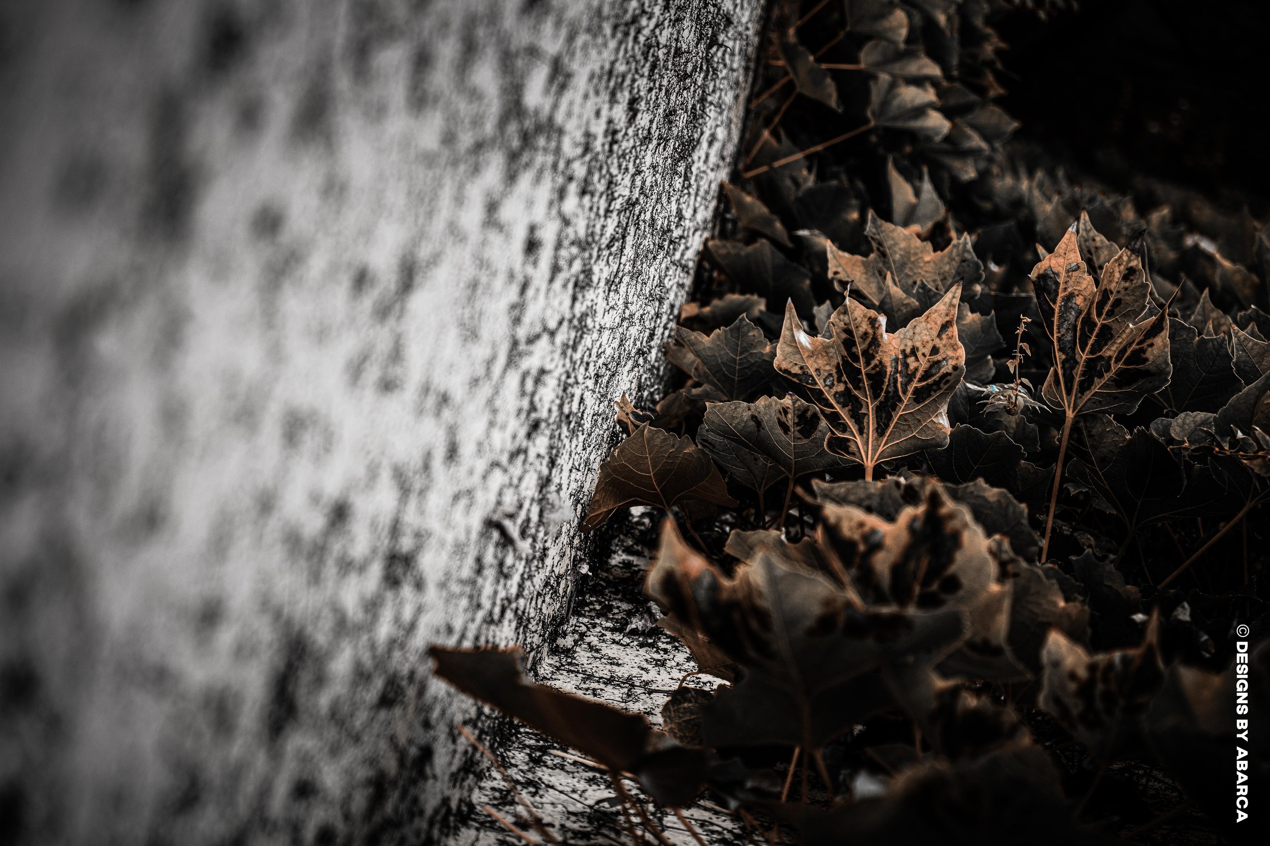 DaVinci's Garden-48.jpg