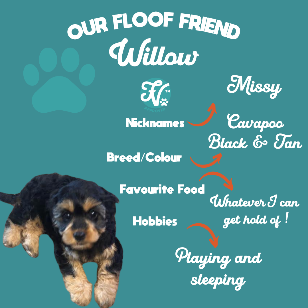 Information about a dog named Willow, a black and tan Cavapoo, with nicknames "Missy." Favorite food includes anything available and hobbies are playing and sleeping. Background is teal with a paw print design.