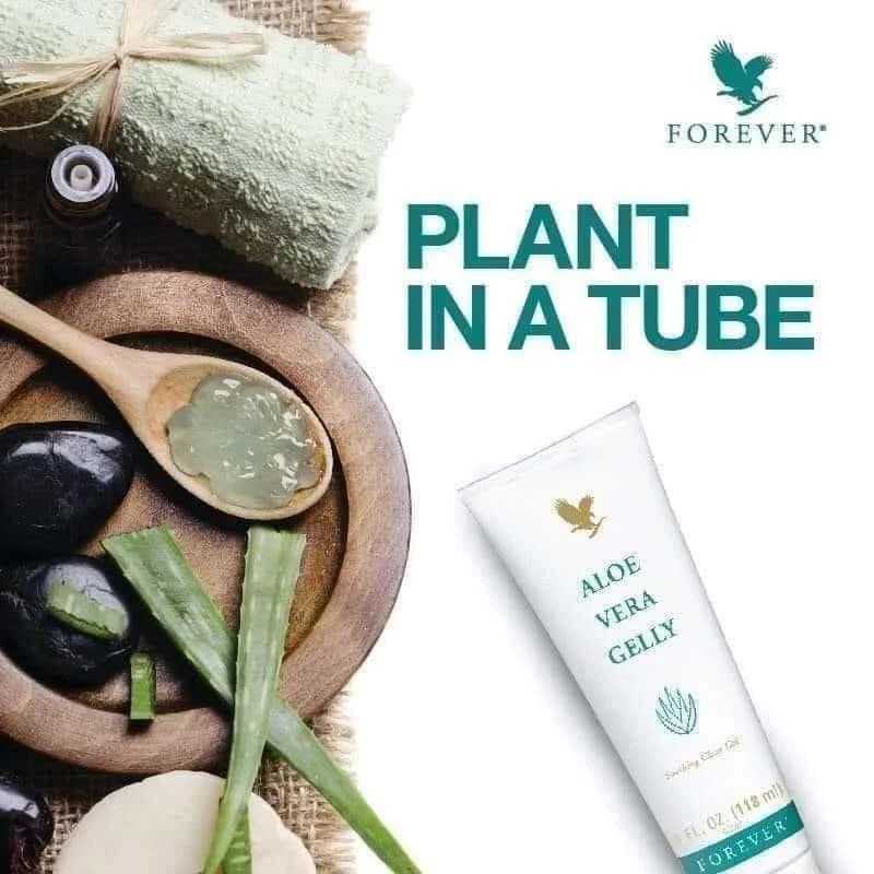 aloe vera pflanze gelbe spitzen Aloe vera Duo | Sukkulenten main image 1