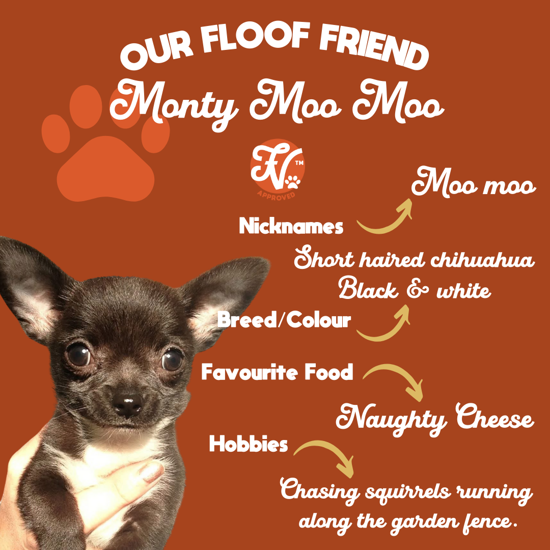 A graphic featuring a short-haired Chihuahua named Monty Moo Moo held in a person's hand. The background is brown with text describing Monty's traits. It lists Monty's nickname as Moo Moo, breed/color as black and white Chihuahua, favorite food as na
