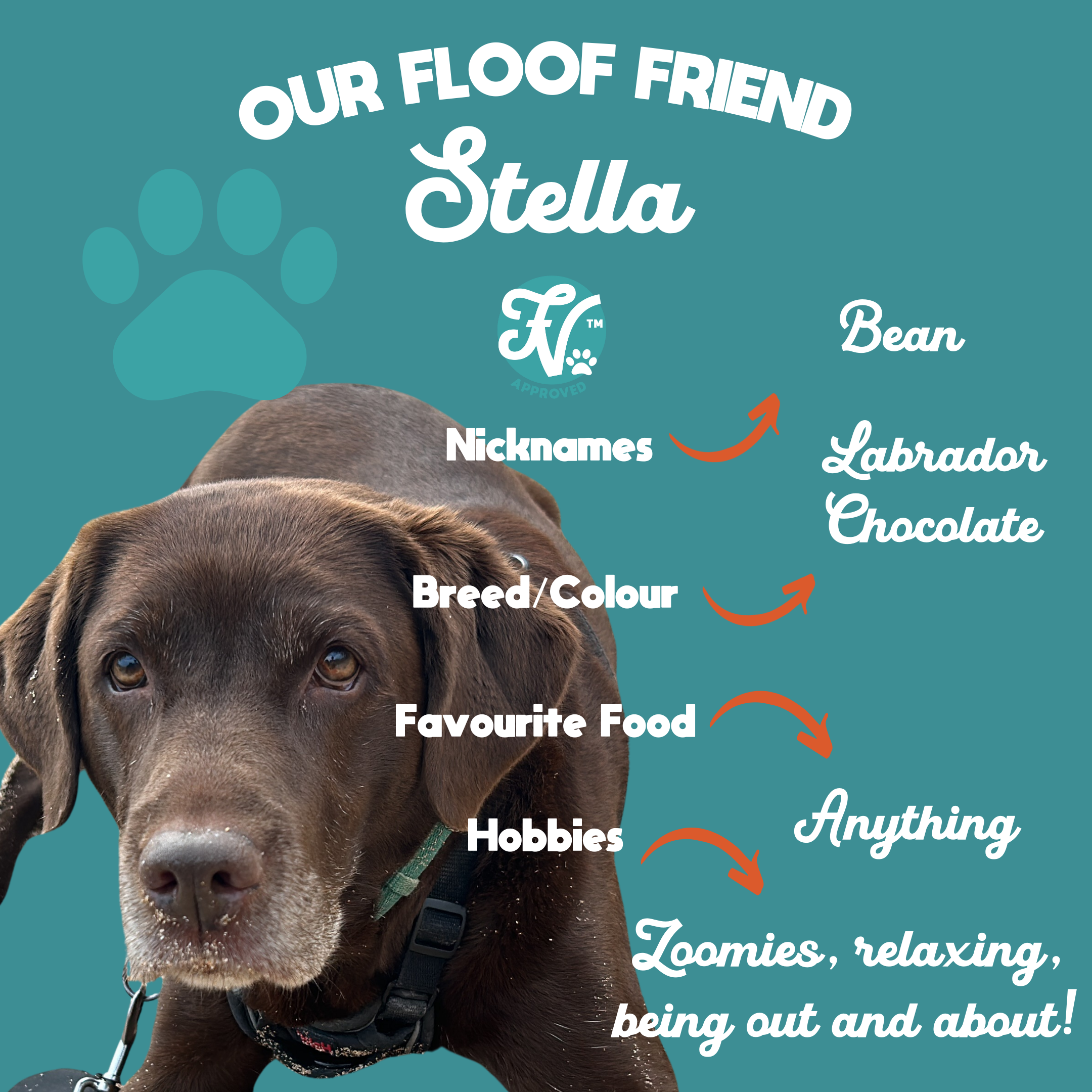 A graphic featuring a brown dog with a green collar, surrounded by text and icons describing its traits and preferences, including its nickname Stella, breed Labrador Chocolate, favorite food anything, hobbies zoomies and relaxing, and a paw print ic