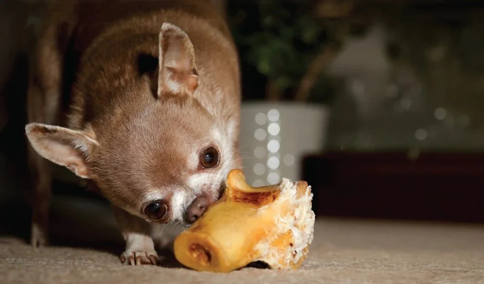 Ostrich bone with dog.jpeg
