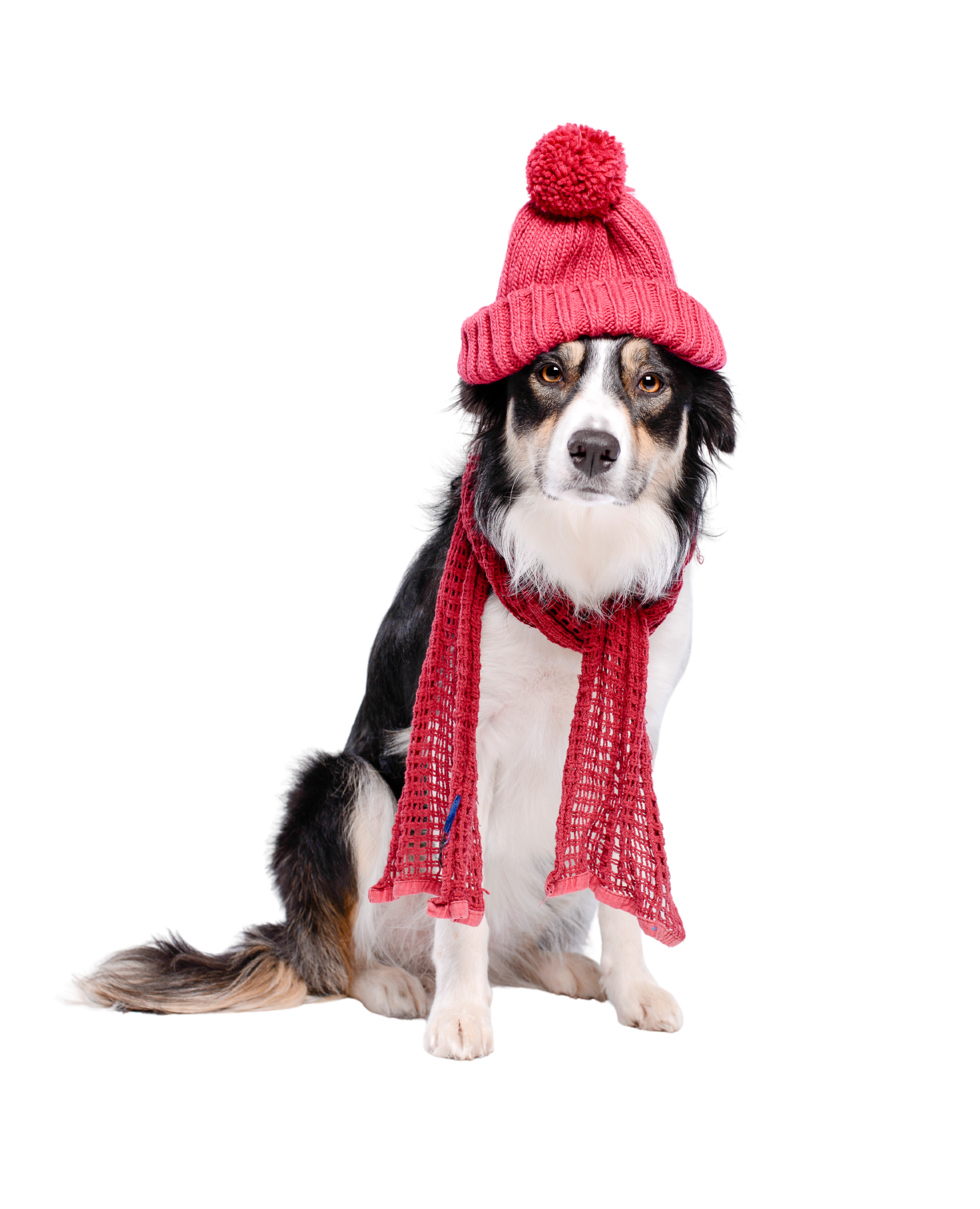 A dog wearing a pink knit beanie with a pom-pom and a red scarf, sitting against a white background.