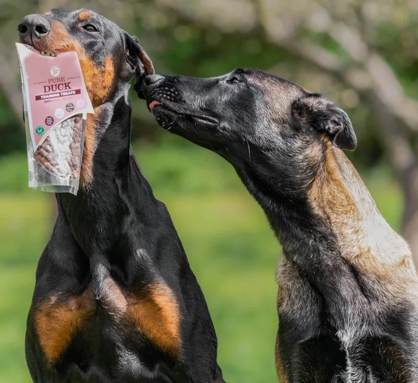 Duck training with dogs.jpeg