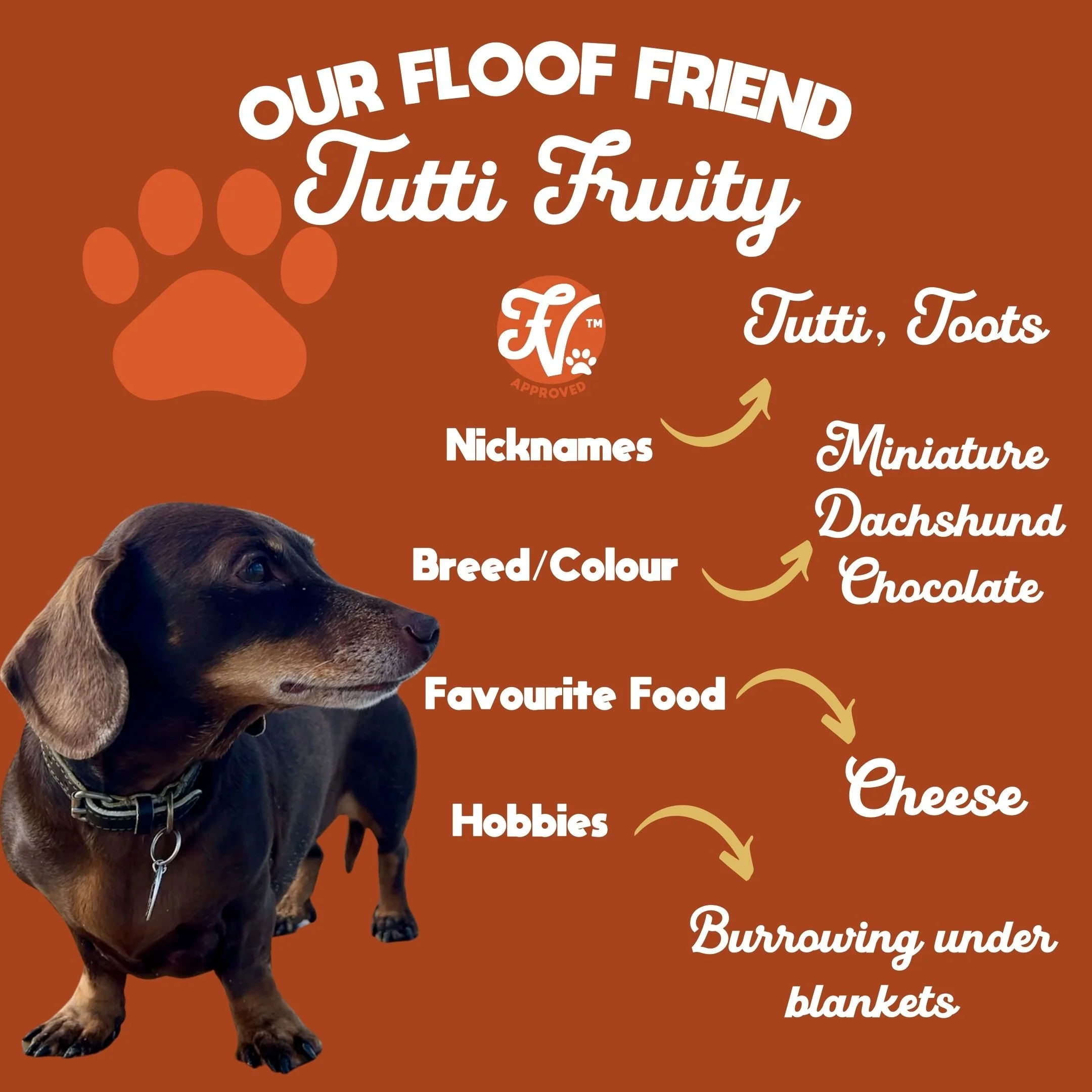 Infographic about a dog's preferences, featuring a dachshund. It lists nicknames, breed/colour, favorite food, hobbies, with playful design elements like paw print and a large dog image.