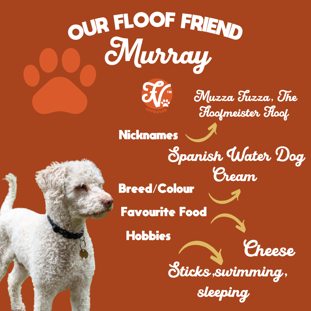 Graphic showcasing a cream-colored Spanish Water Dog named Murray, with nicknames Muzza Fuzza and The Floofmeister Floof. Favorite food is cheese; hobbies include sticks, swimming, and sleeping. Features an image of the dog and a paw print design on 