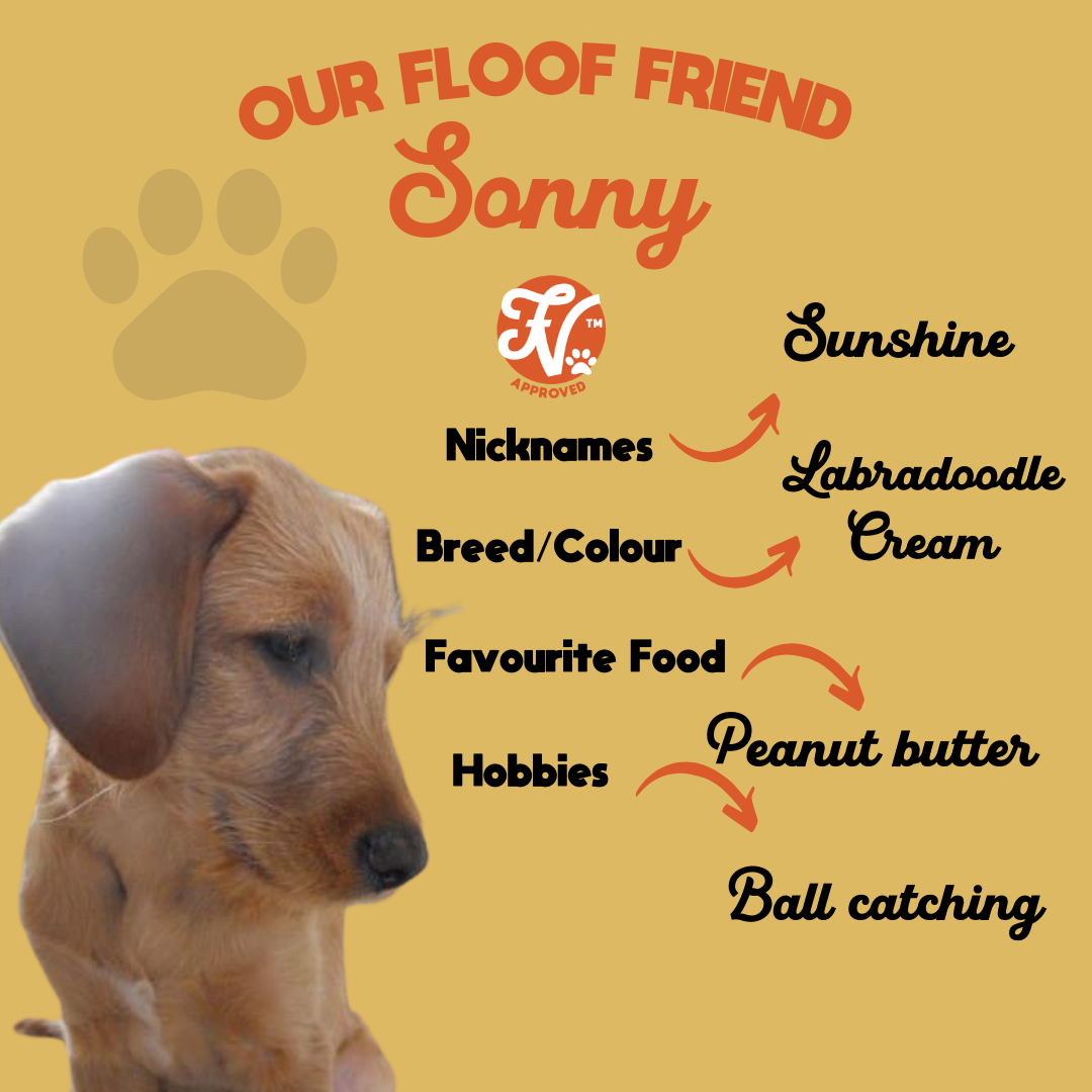 Image of a cream Labradoodle named Sonny with nickname "Sunshine." Text lists favorite food as peanut butter and hobbies as ball catching. There's a paw print and "H approved" logo.