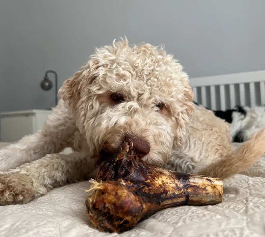 DOg withg ostrich bone.webp