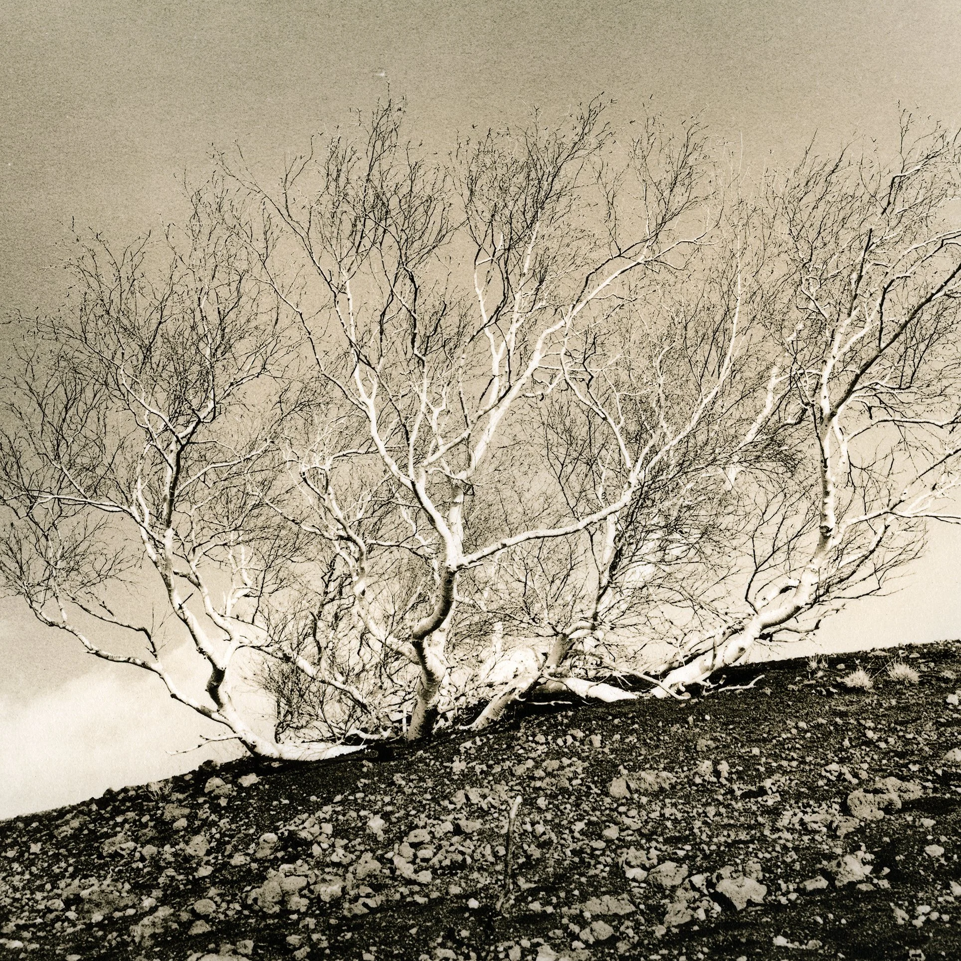 lith printing, bristol, darkroom, printing, film processing, film photography, black and white, enlarger, 35mm, 120, large format, 5x4, 10x8, Ilford, devere, Kodak, hp5, kentmere, safelight