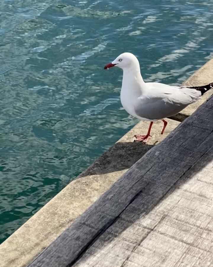 What would be the likelihood of seeing a seagull without a foot? Pretty likely in my world I guess. Relating to this one managing quite well. Life finds a way. Amazing.