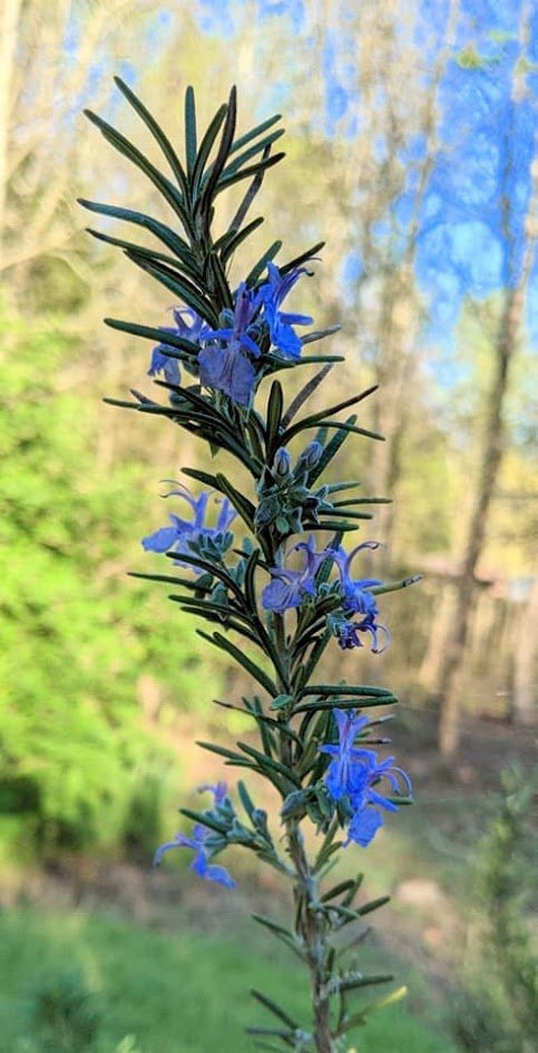 Rosemary