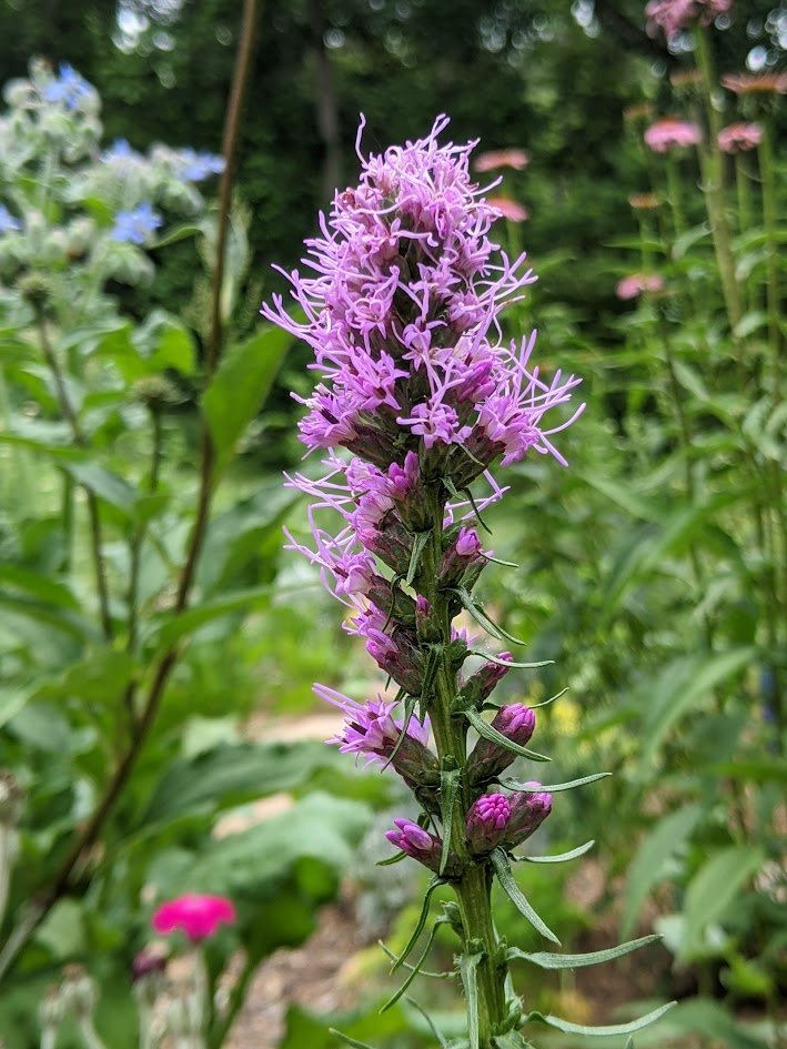 Liatris 