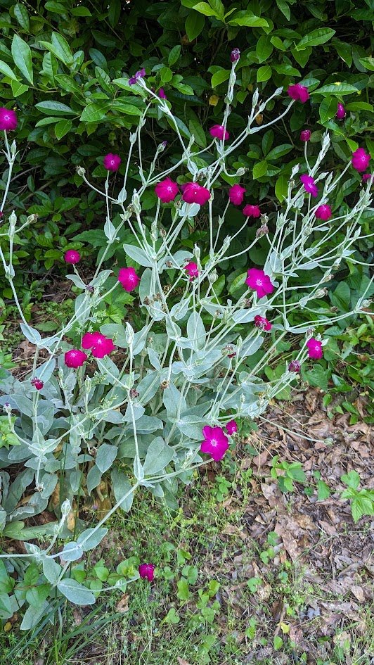Rose Campion