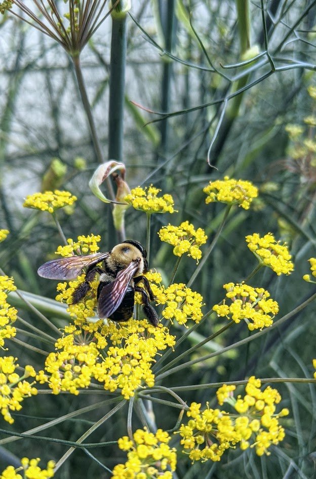 Bronze Fennel