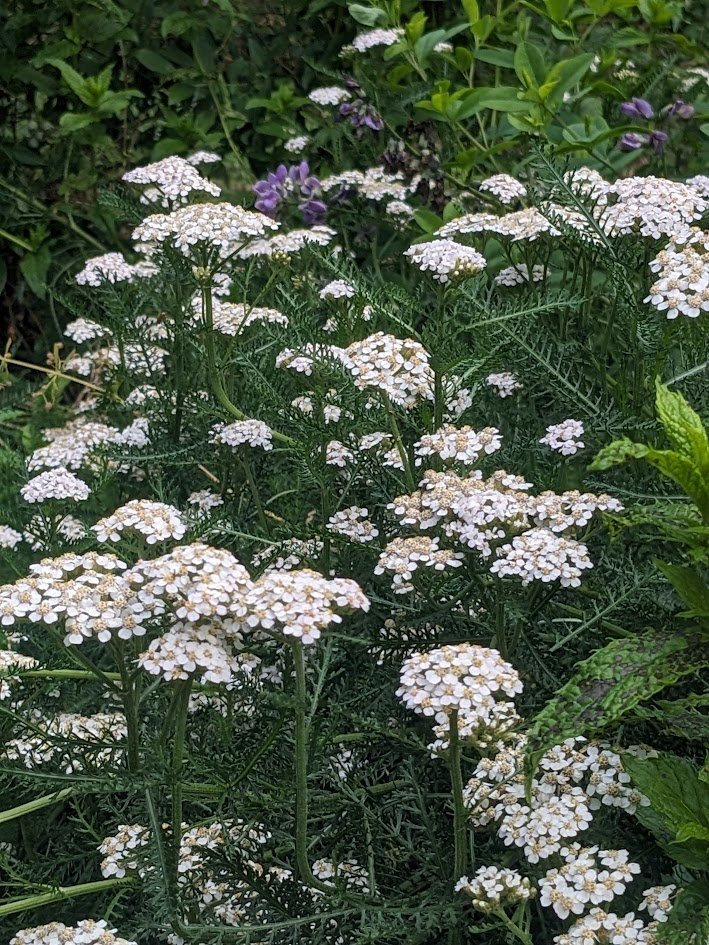 Yarrow