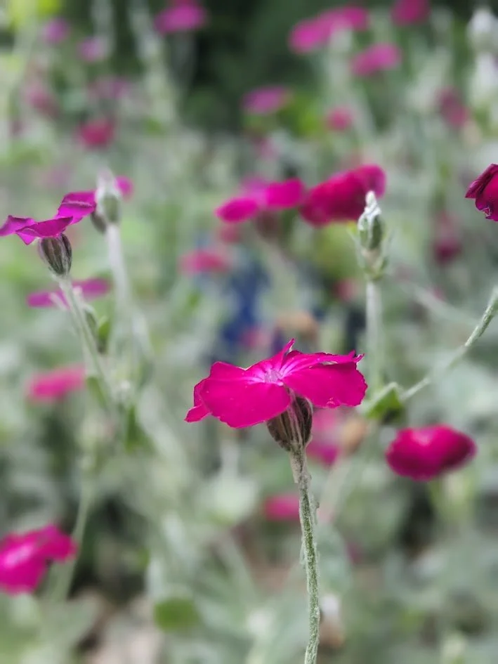 Rose Campion