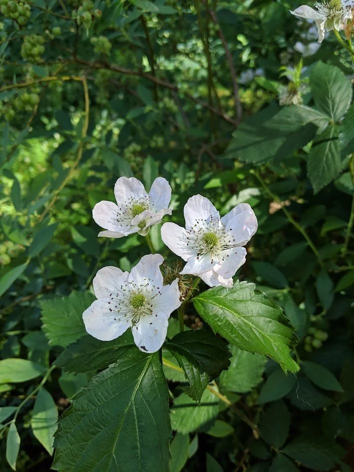 Thornless Blackberry