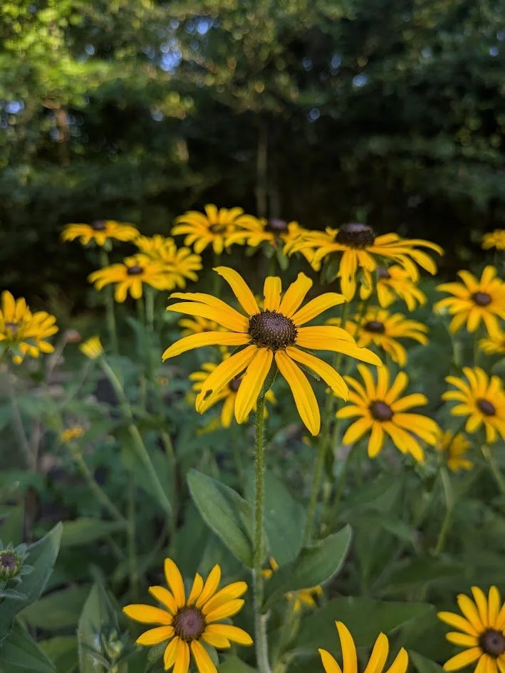 Black-eyed Susan
