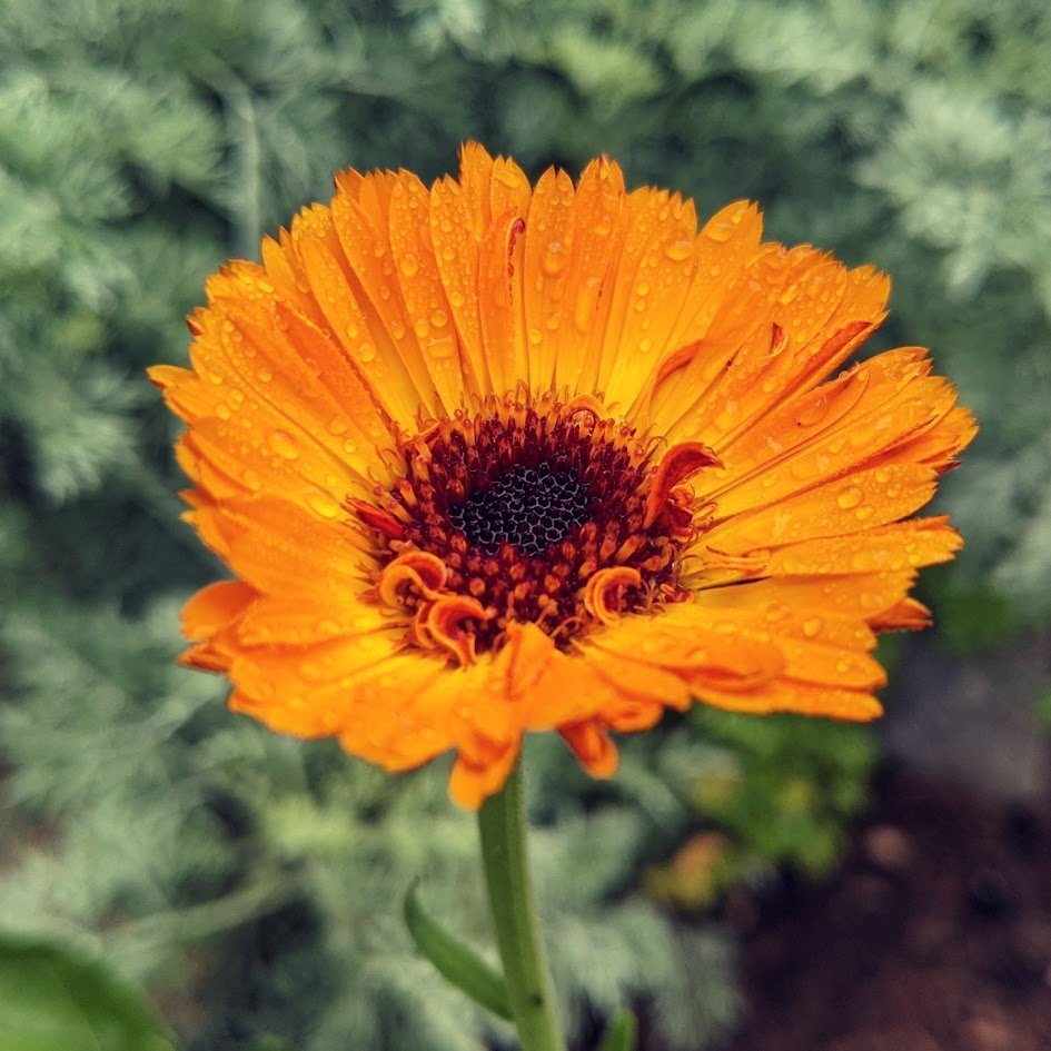 Calendula
