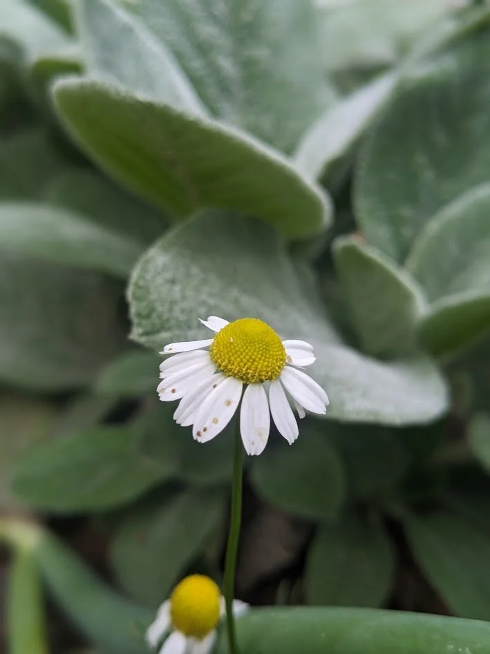 German Chamomile