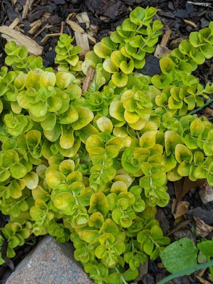 Creeping Jenny