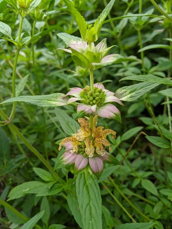 Bee Balm