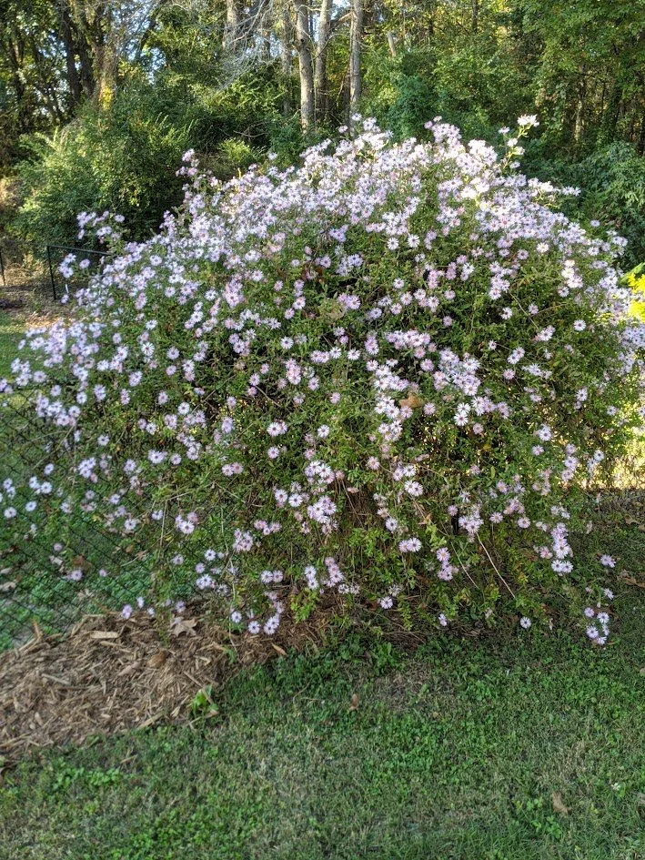 Climbing Aster