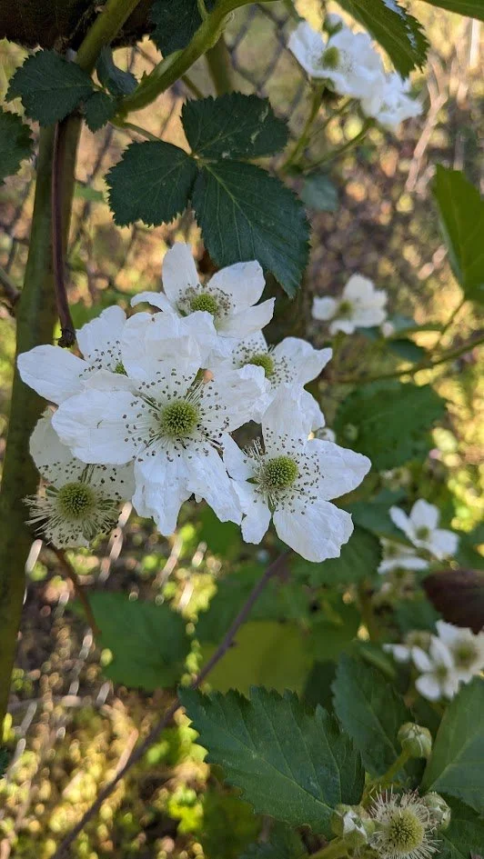 Thornless Blackberry