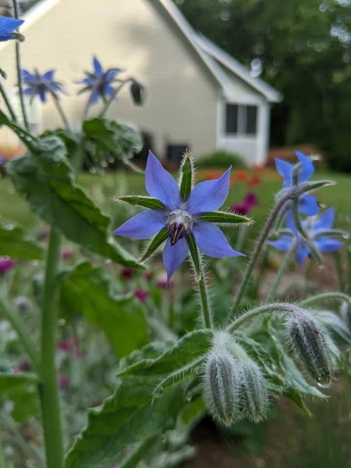 Borage