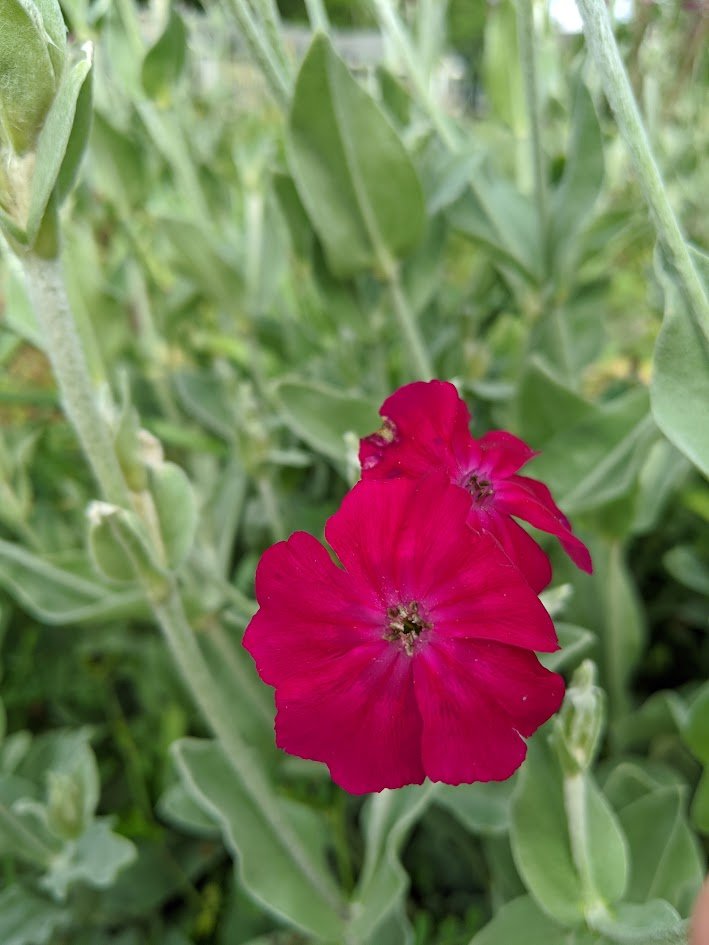 Rose Campion