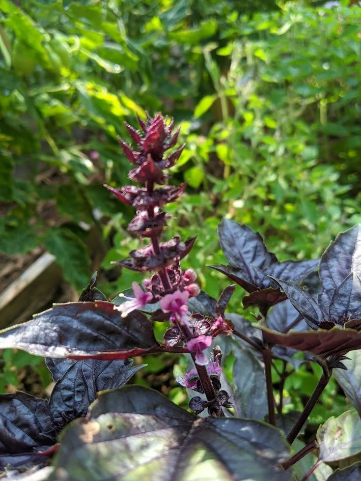 Purple Basil