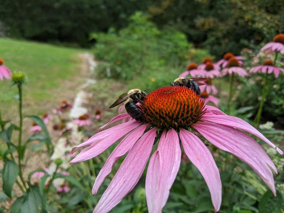 Echinacea